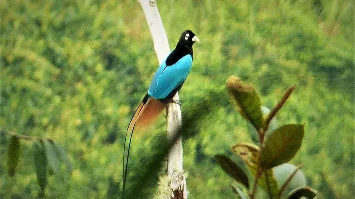 Blue bird-of-paradise facts talk about the plumage of this stunning bird.