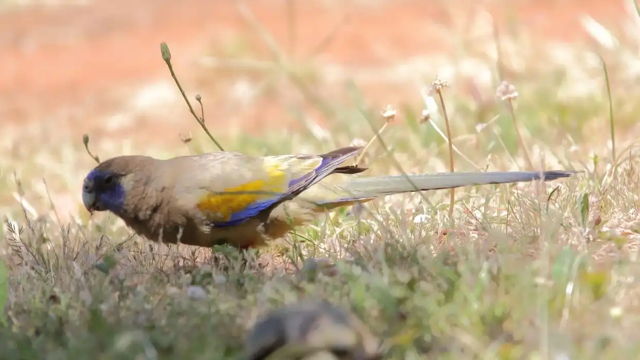 Blue bonnet parrot facts are interesting.