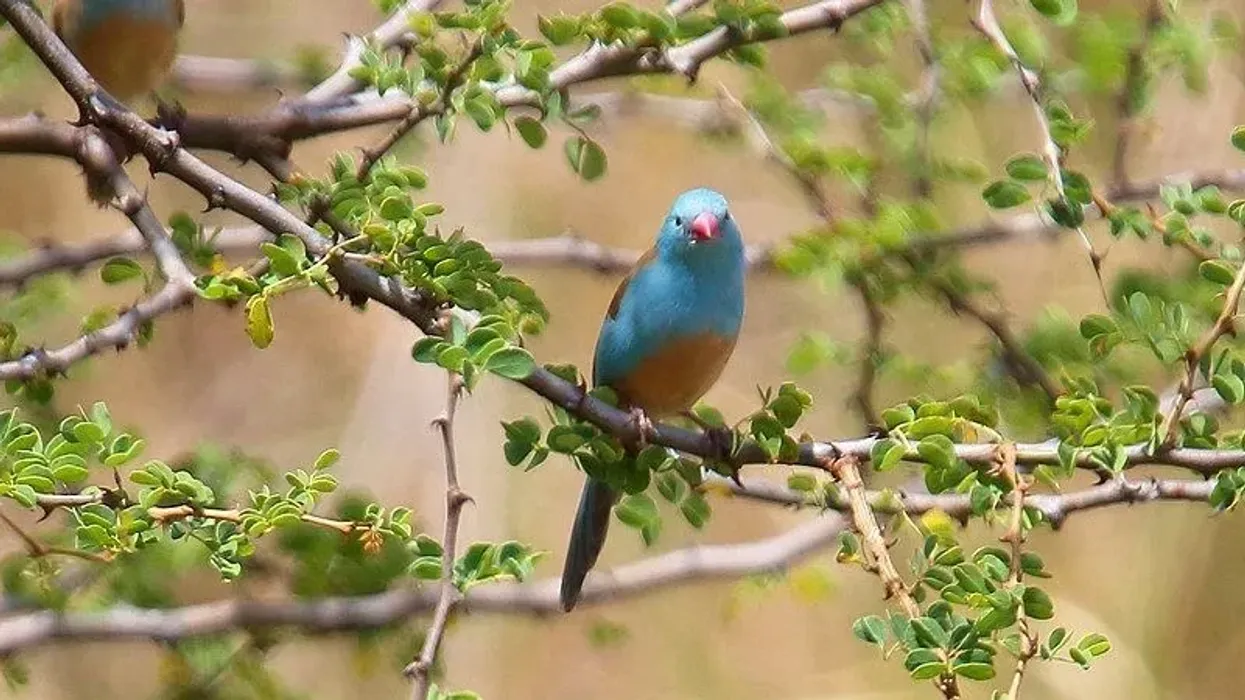 Blue-capped cordon-bleu facts tell us about their nesting behavior.
