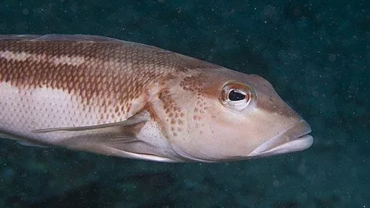 Fun Blue Cod Facts For Kids | Kidadl