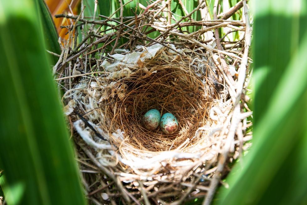 Blue colored bird eggs in the nest of a Northern Mockingbird.