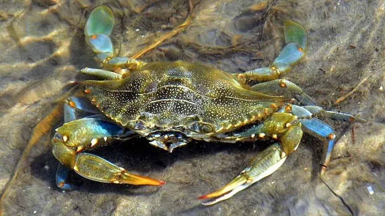Blue crab facts for a ride on an aquatic adventure