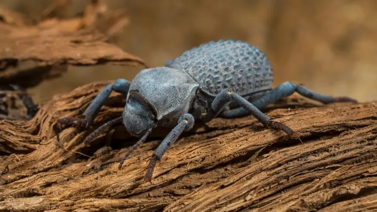 Blue death feigning beetle facts are fun to know.