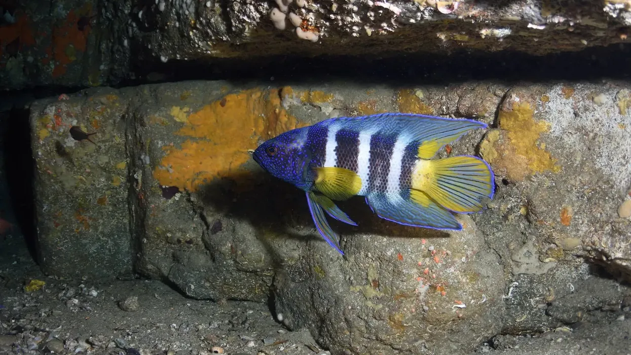 Blue devil fish facts like it has blue and white bands on the body and blue-yellow fins are interesting