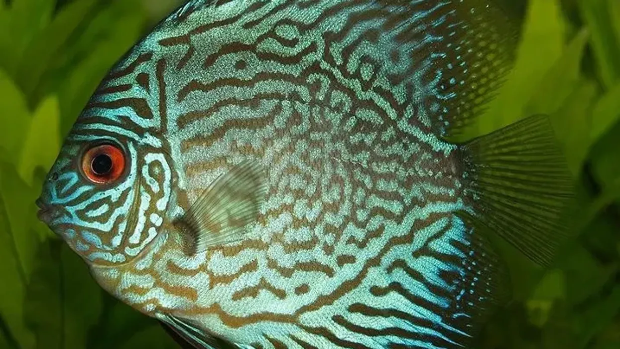 Blue discus facts for kids are educational!