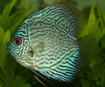 Blue discus facts for kids are educational!