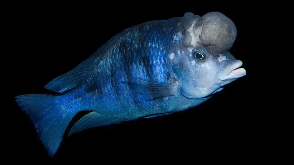 Blue dolphin cichlid facts, about the fish known by the scientific name, Cyrtocara moorii.