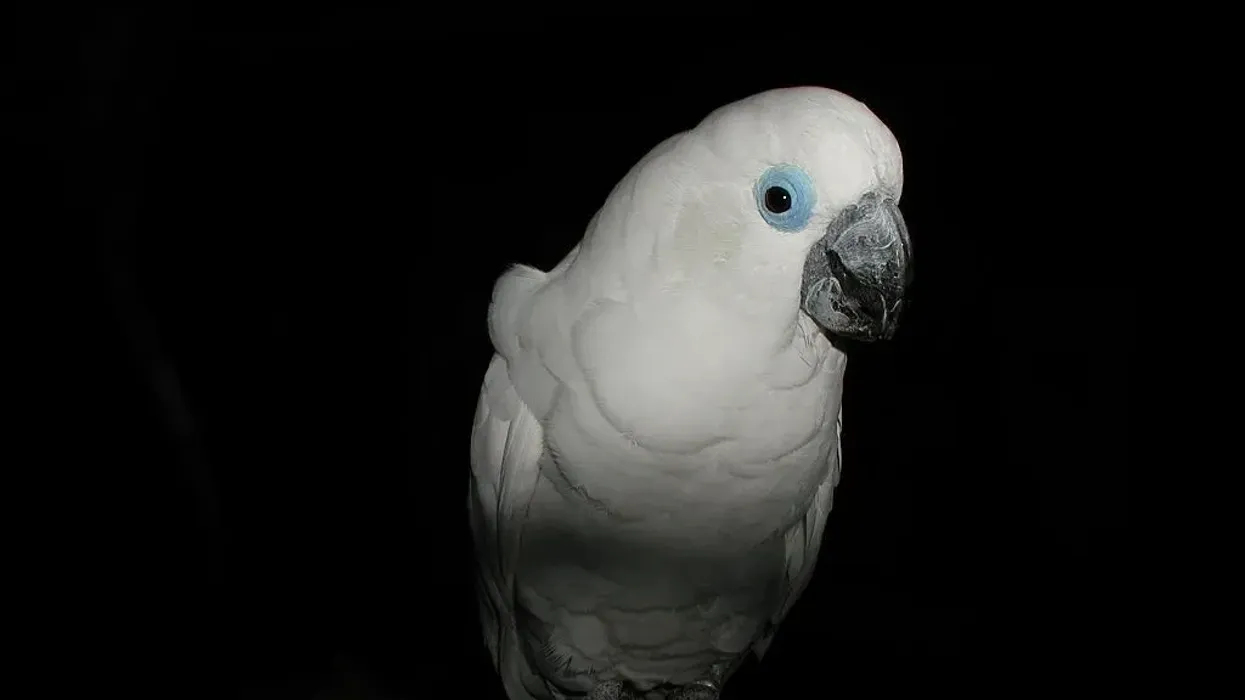 Blue-eyed cockatoo facts are great for kids.