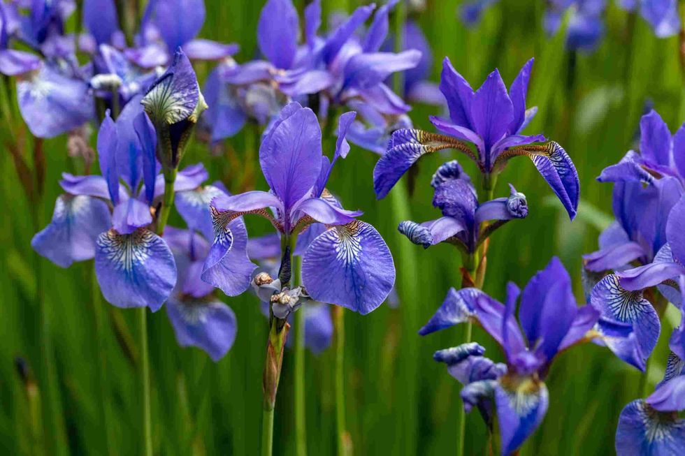 Blue flowers Iris versicolor beautifully blooming in the garden