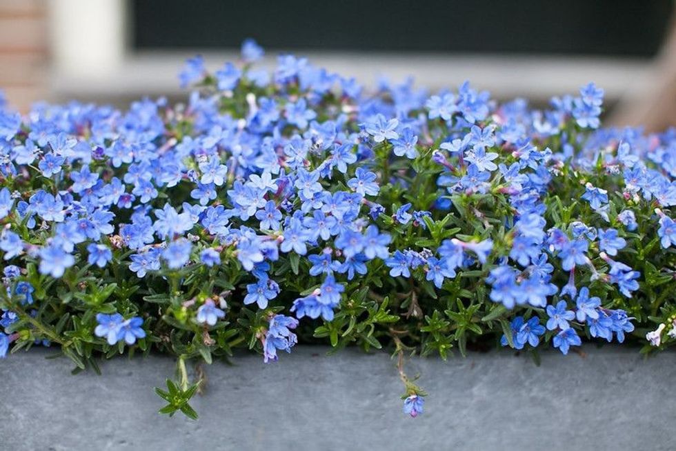 Blue flowers Trailing Lobelia Sapphire flowers