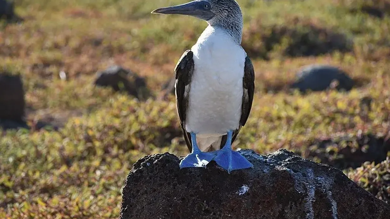 Blue-footed booby bird facts are quite interesting to read.