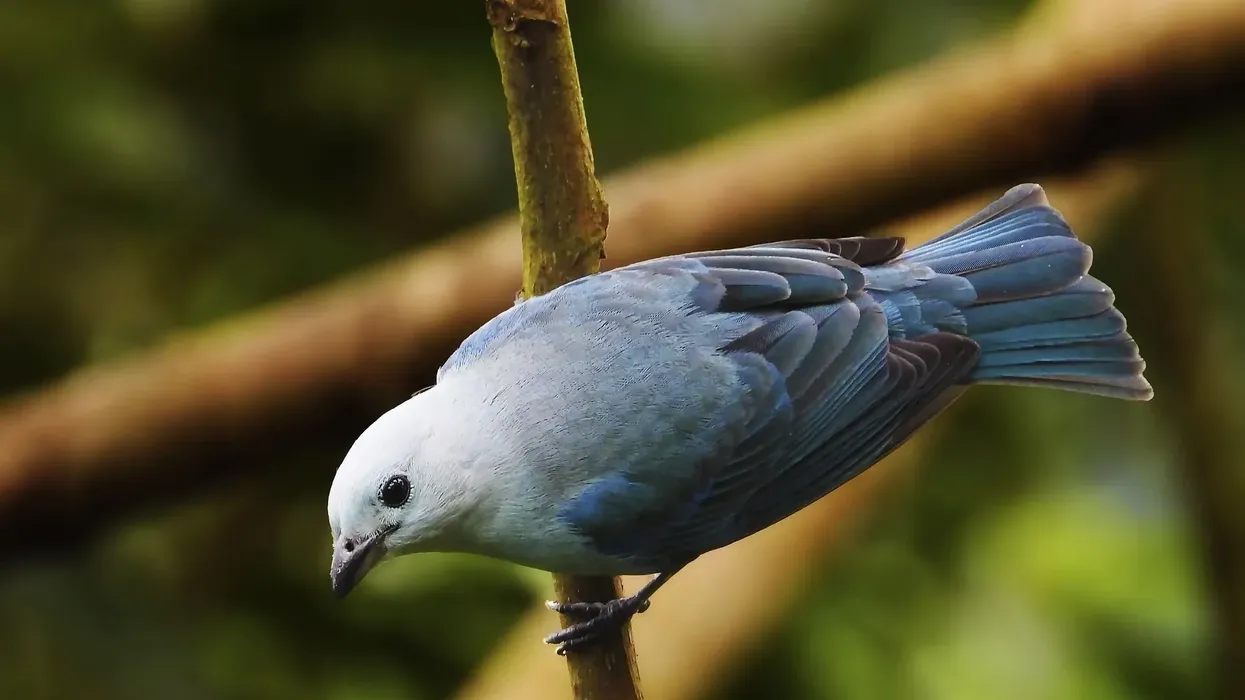 Blue-gray tanager facts are all about the behavior and feeding habits of the species.
