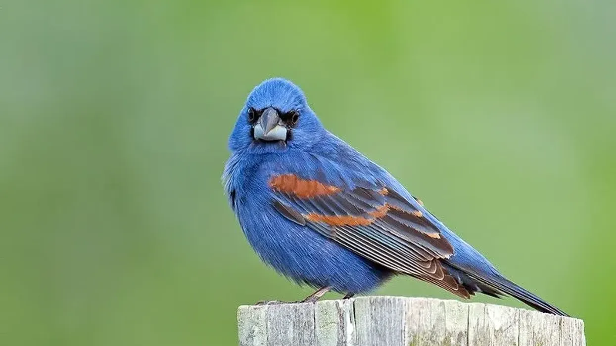Blue grosbeak facts on the North American birds.