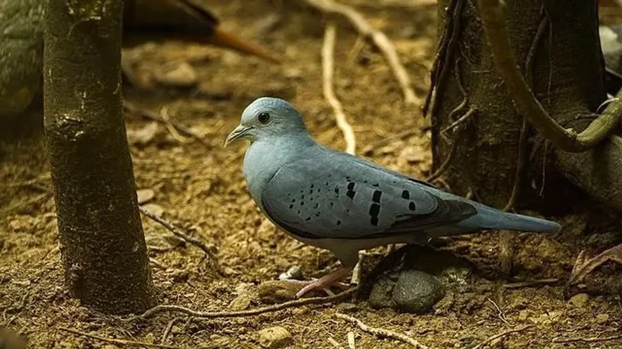 Blue ground dove facts tell us about these tropical birds of the New World.