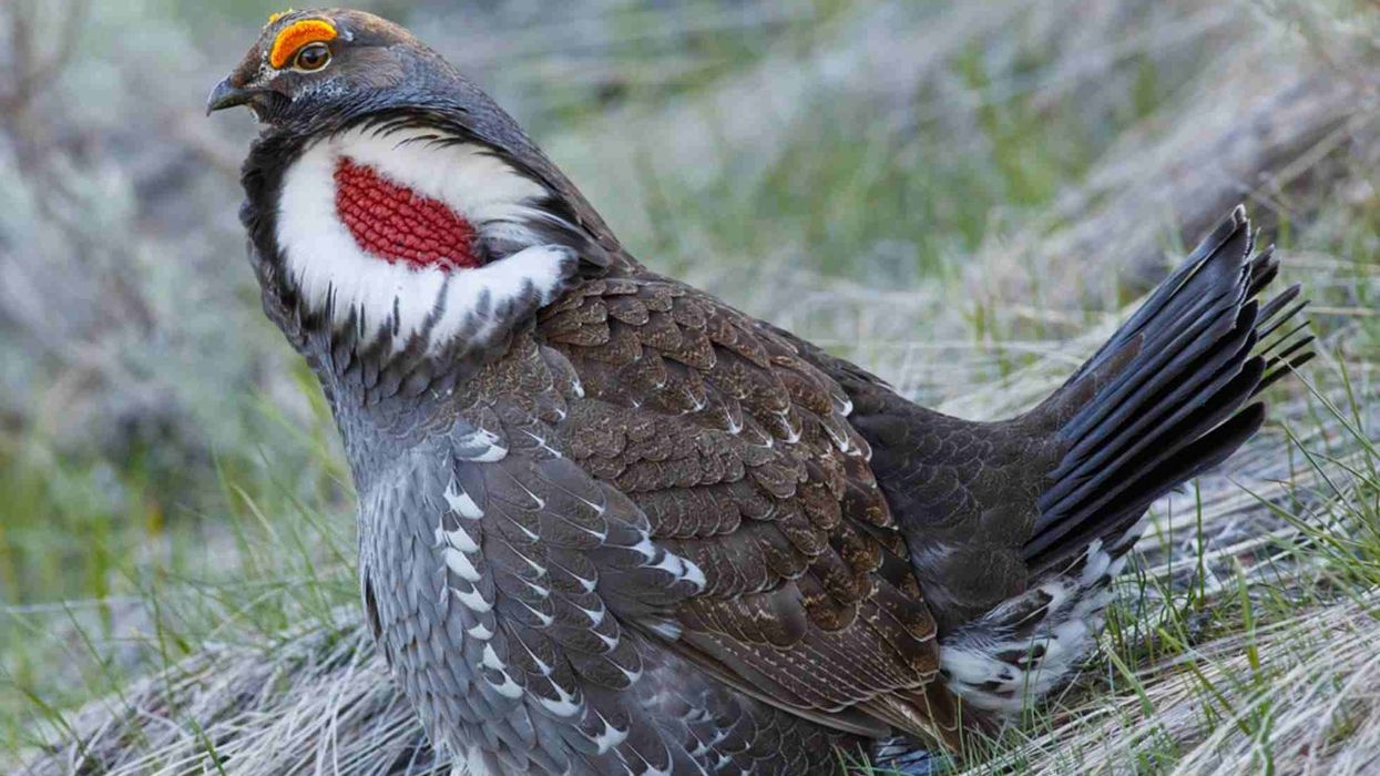 Blue Grouse facts are interesting to read.