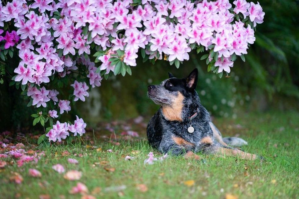 Blue heeler dog sitting under a blooming azalea shrub