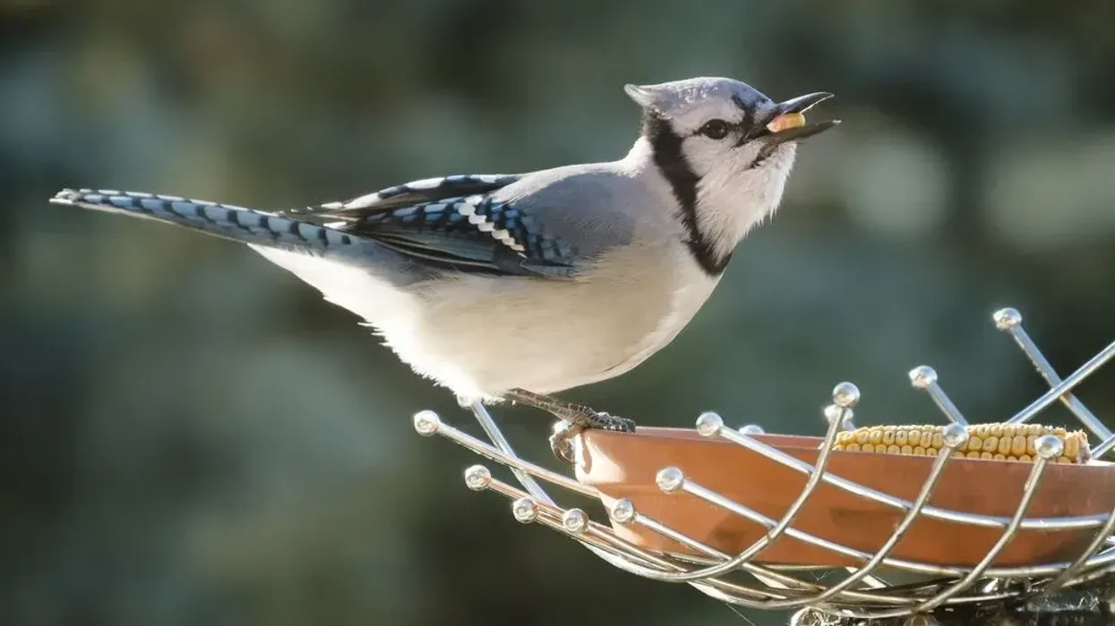 Blue jay facts for kids and baby blue jay facts are very interesting