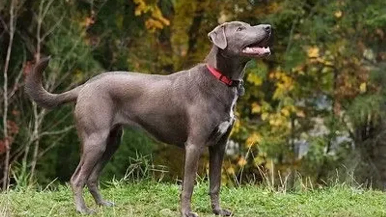 Blue Lacy dog facts that will amaze you