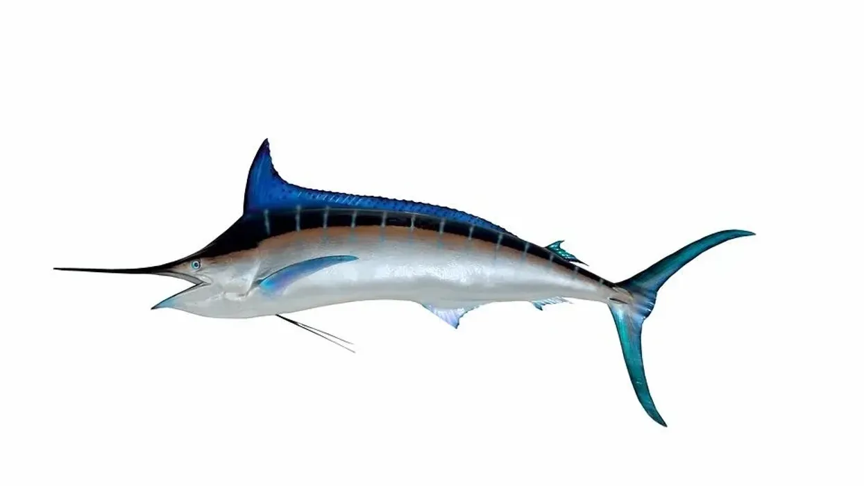 Blue marlin facts tell us a lot about the marine and fishing world.