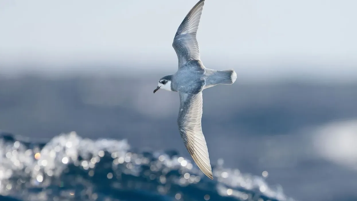 Blue petrel facts are fun and interesting to read about.