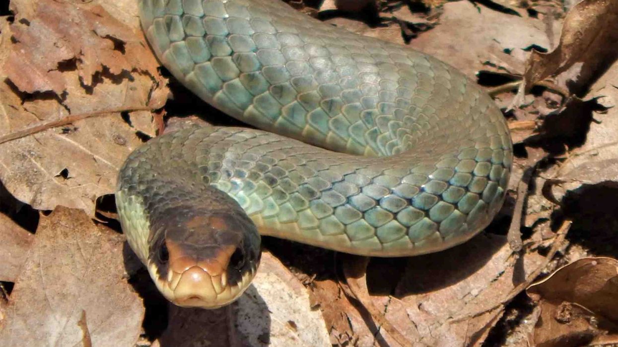 Blue racer snake facts are amazing.