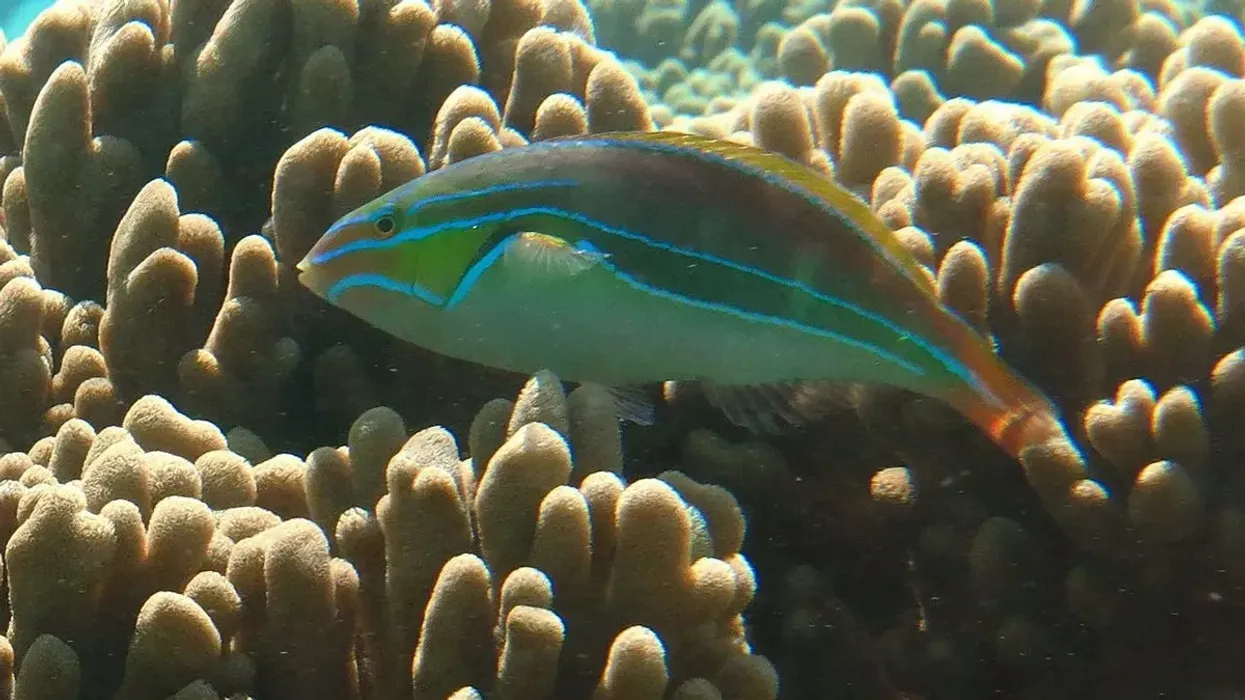 Blue rainbowfish facts are all about their wide range of distribution, temperature conditions, breeding habits, and diet