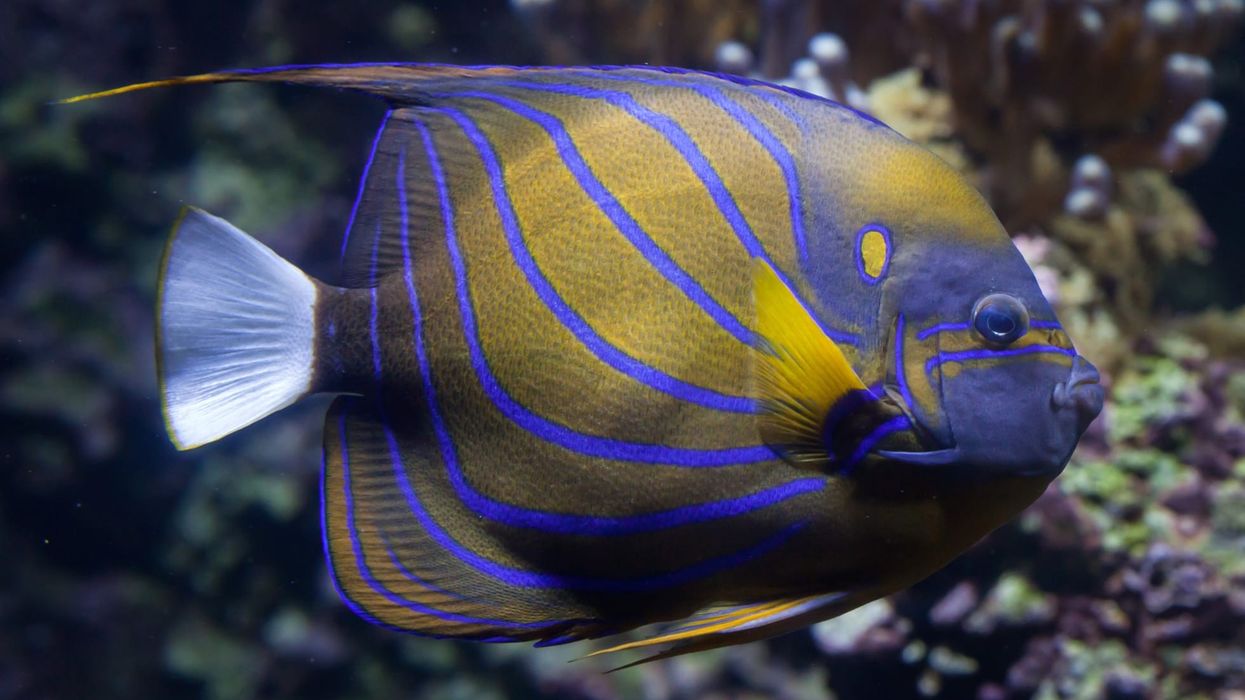 Blue ring angelfish facts are great for kids.
