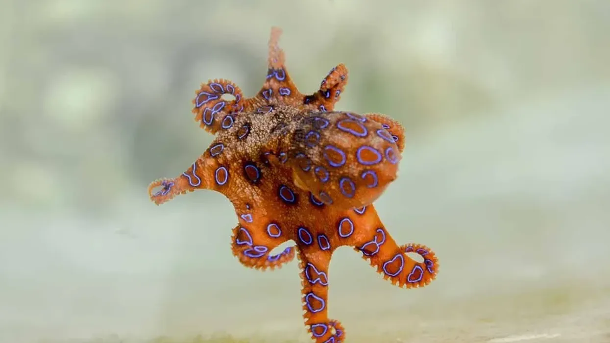 Blue-ringed octopus facts tell us how venomous they are