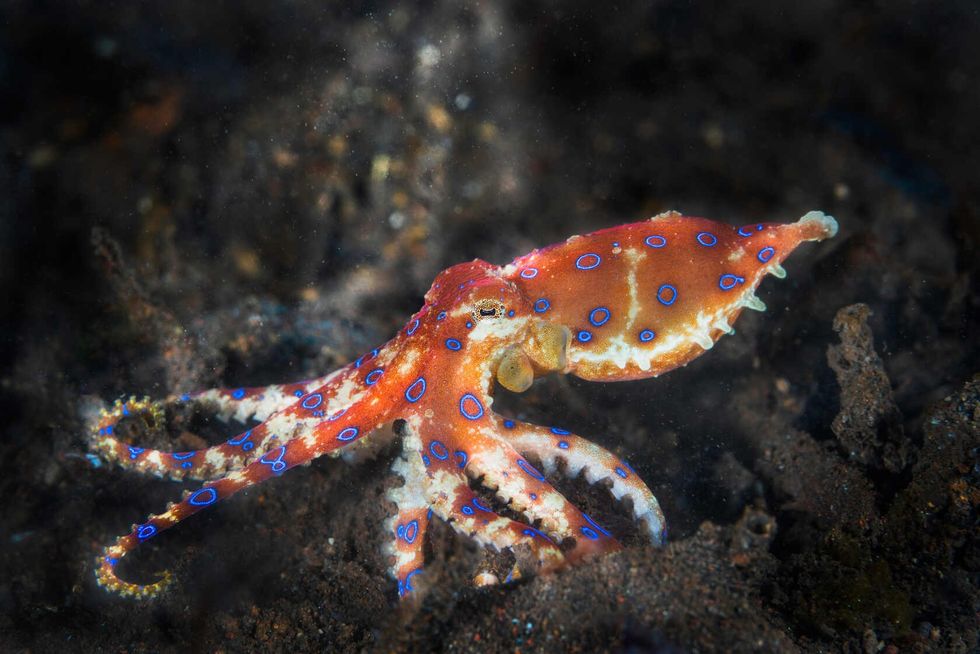 Blue ringed octopus.