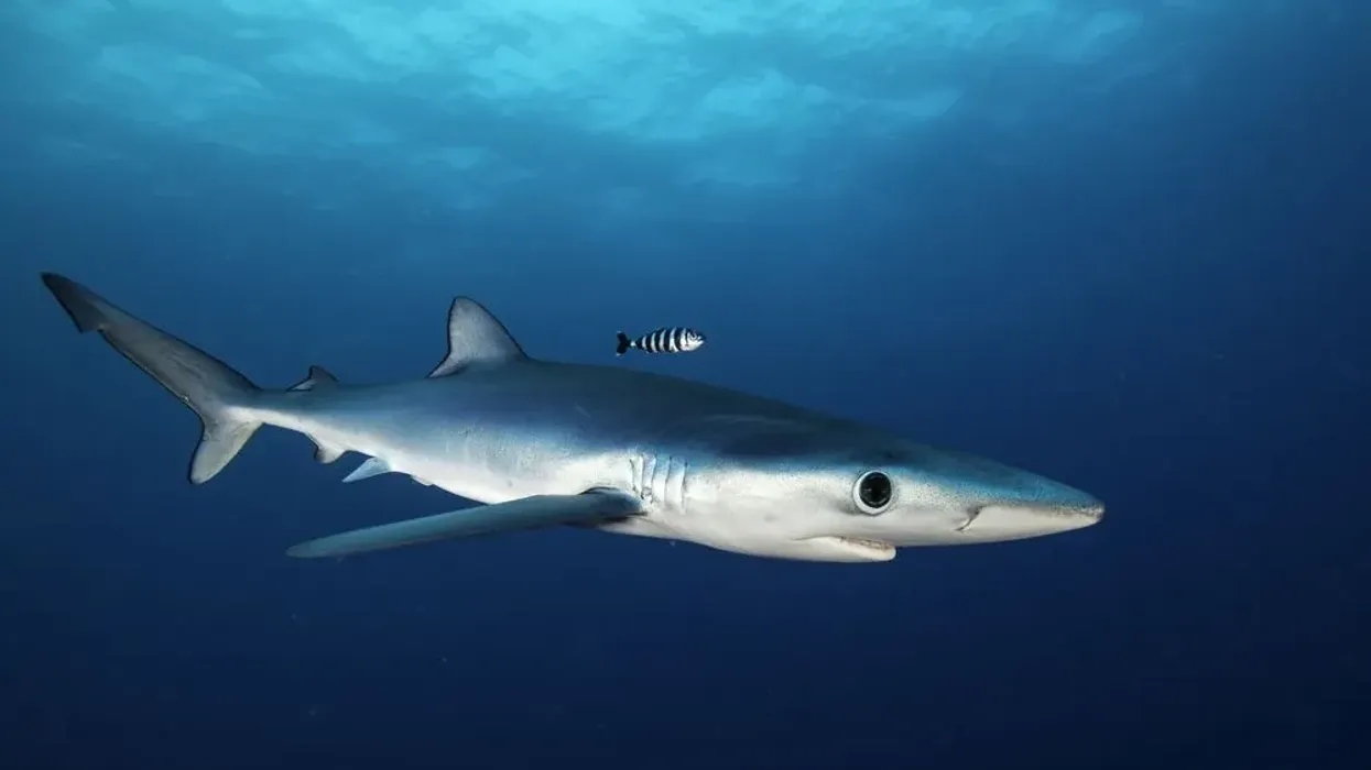 Blue shark facts like the majority of them are indigo blue are interesting.
