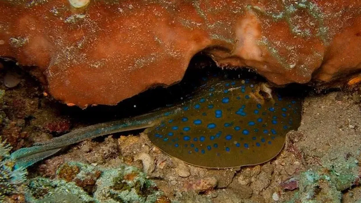 Blue-spotted ribbontail ray facts are interesting to read.
