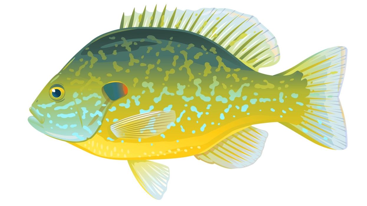 Blue-spotted sunfish facts are amazing.