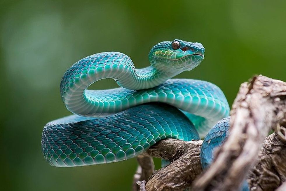 Blue viper venomous and poisonous snake.