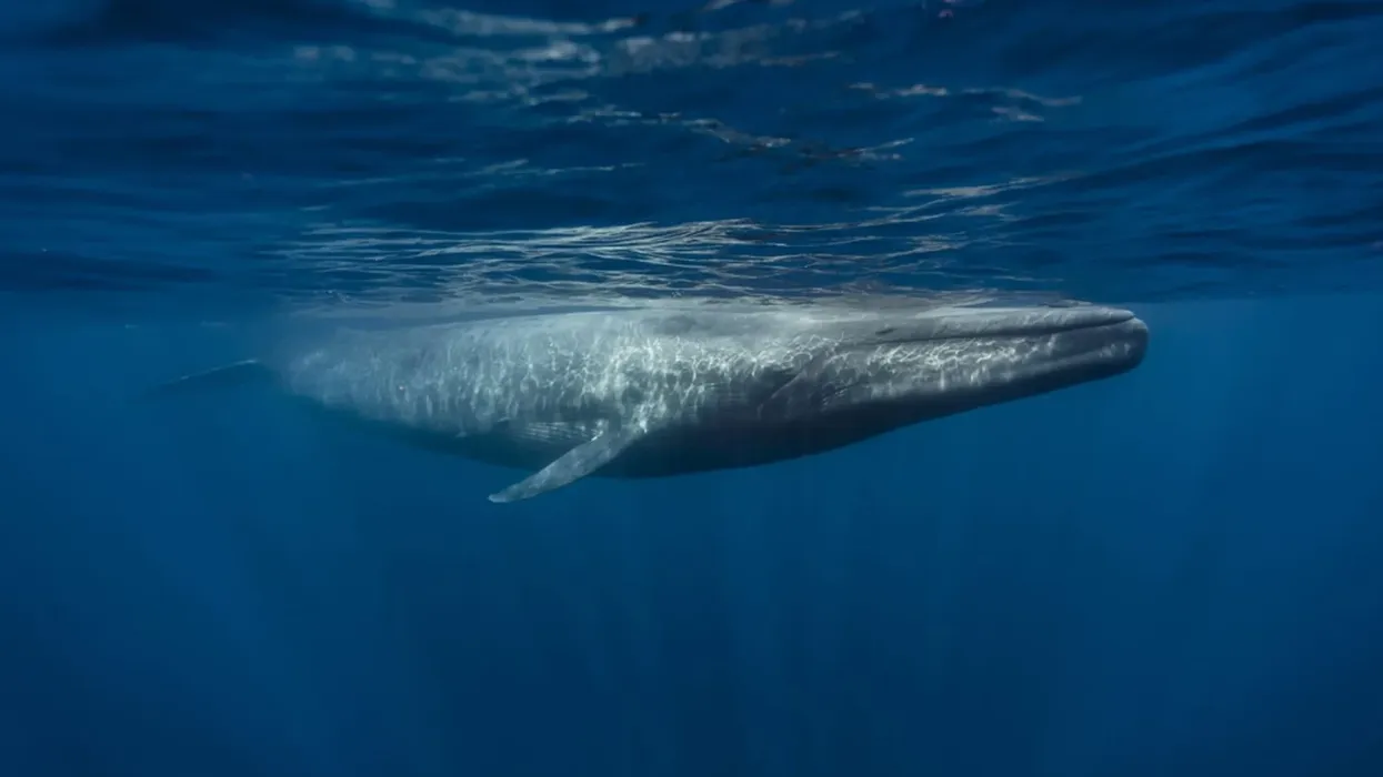 Blue whale facts for kids talk about blue whale comparison with other animals.