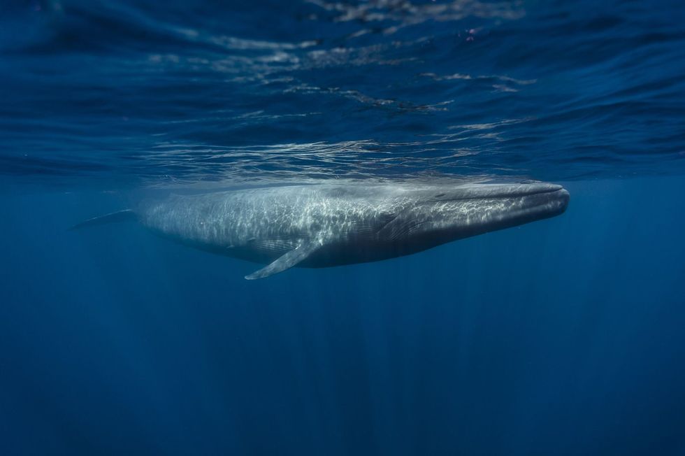 Blue Whale in Ocean.