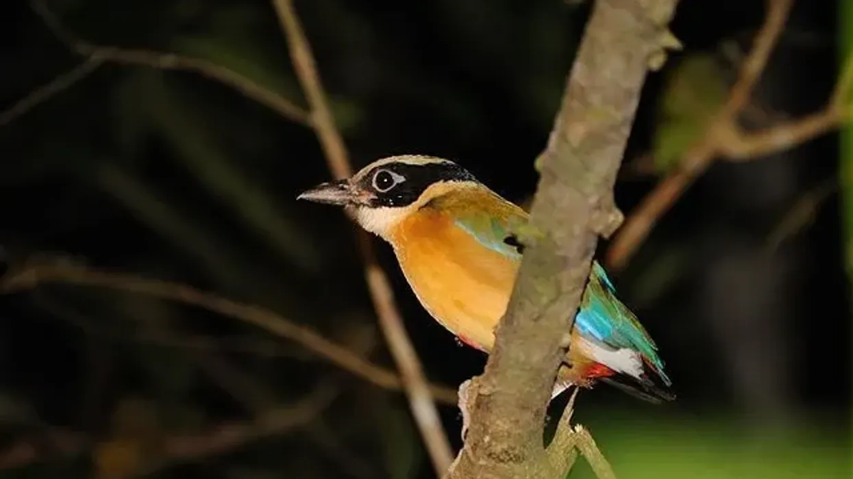 Blue-winged pitta facts are about colorful birds.