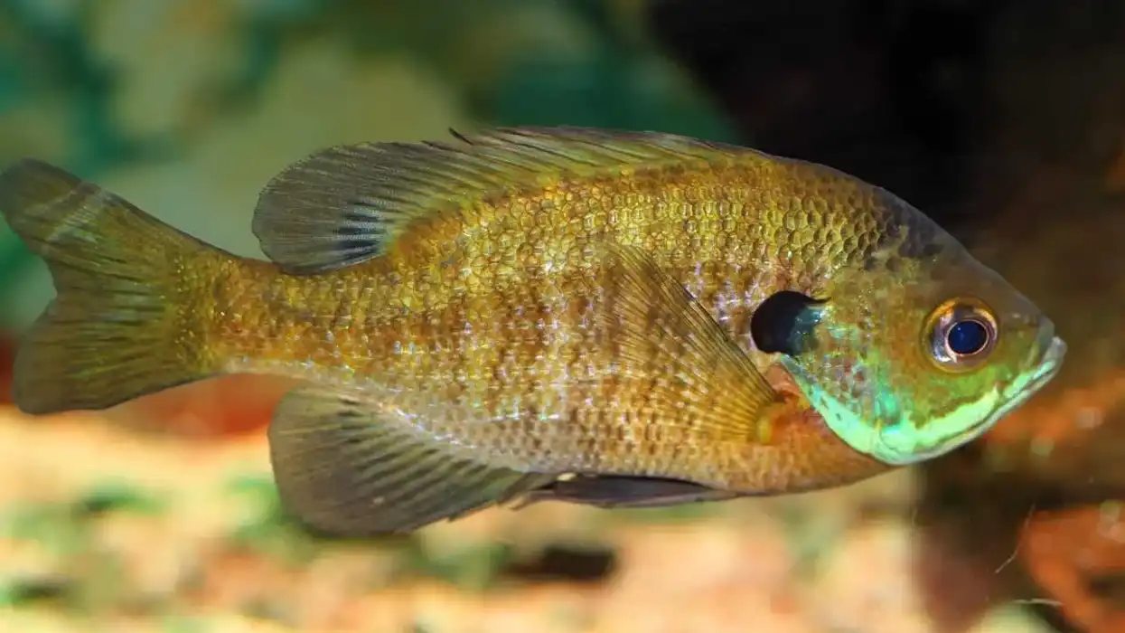 Bluegill facts are enjoyed by kids.