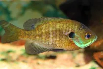 Bluegill facts are enjoyed by kids.