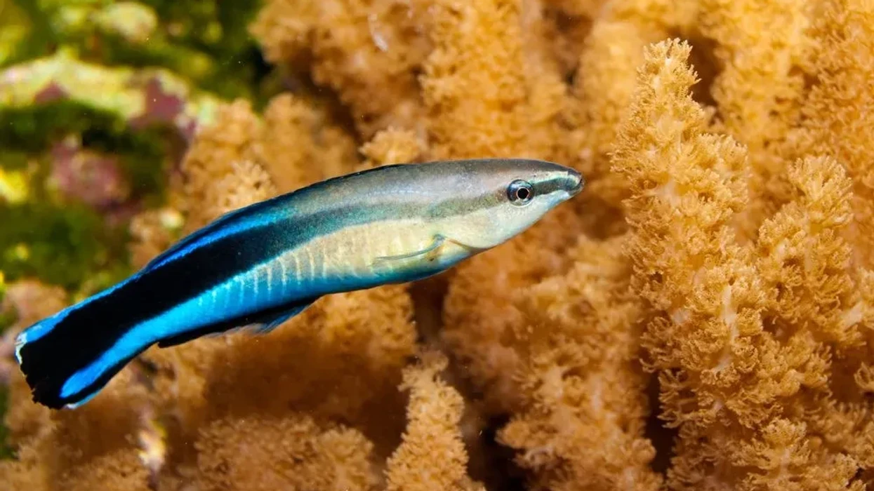 Streak Fish Fun Bluestreak Cleaner Wrasse Facts For Kids | Kidadl
