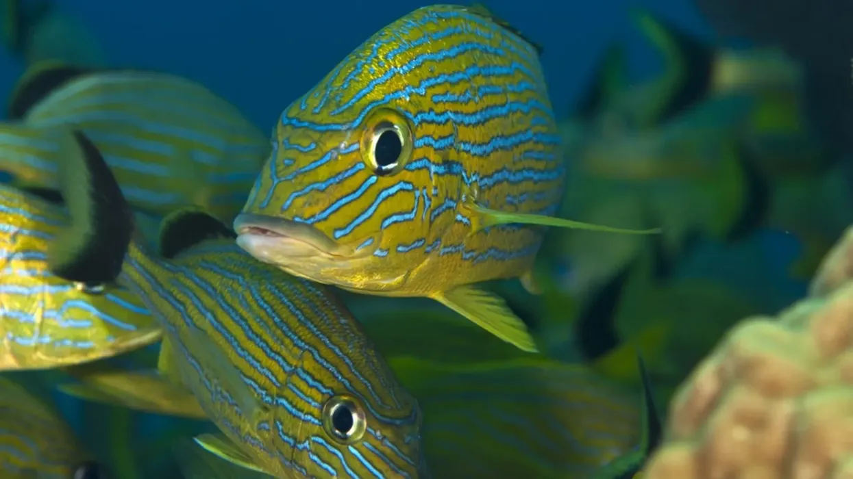 Bluestriped grunt facts are informative and fun to read about.