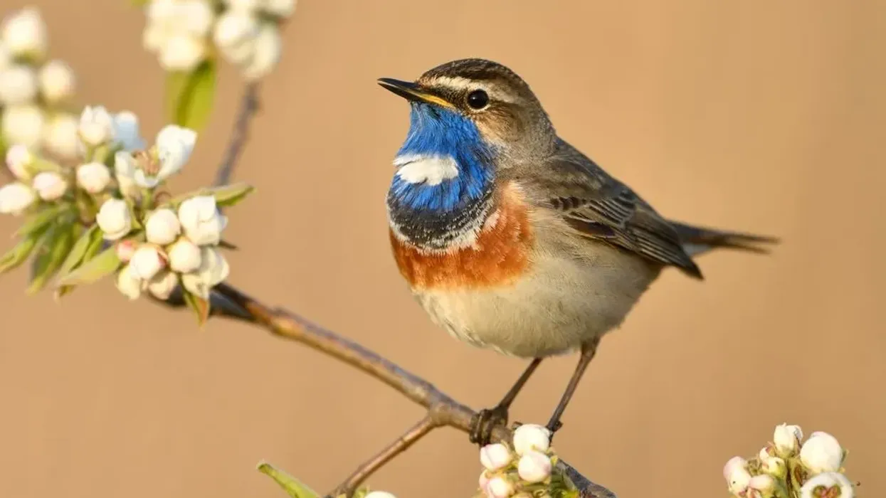 Bluethroat facts are absolutely fun and informative for everyone.