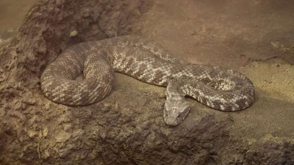 Blunt-nosed viper facts will captivate both parents and their kids