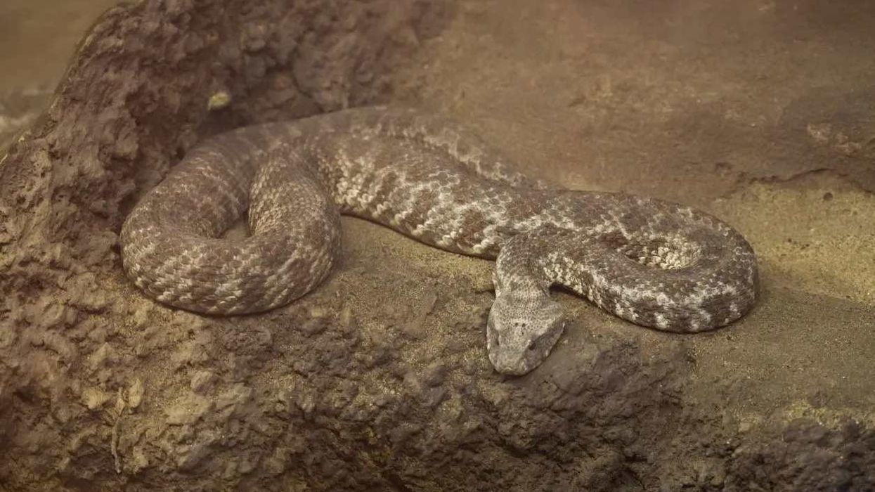Fun Blunt nosed Viper Facts For Kids Kidadl fun-blunt-nosed-viper-facts-for-kids-kidadl