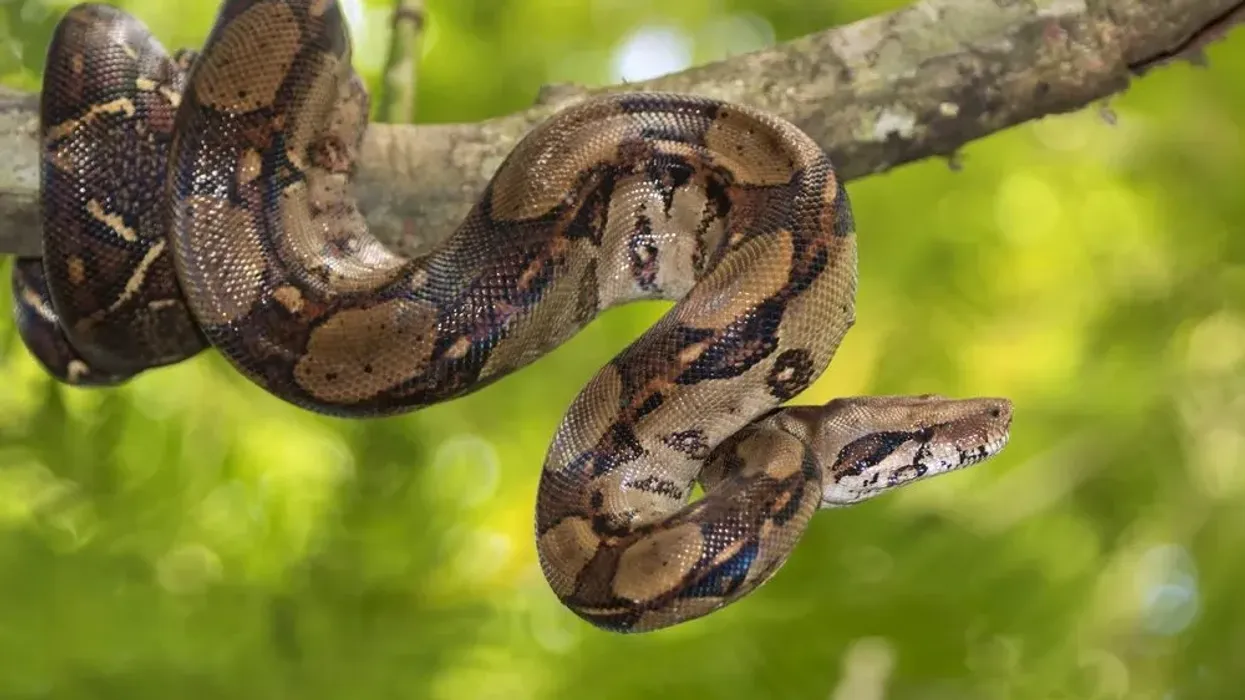 Boa Constrictor facts are important to learn for children.