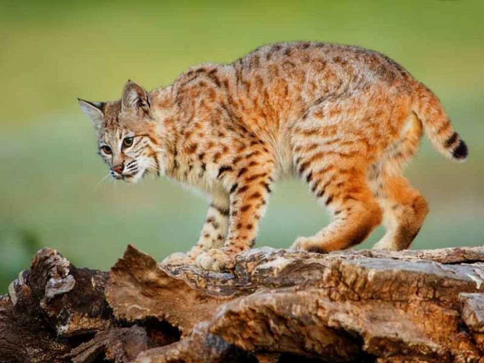 Bobcat (Lynx rufus) standing on a log