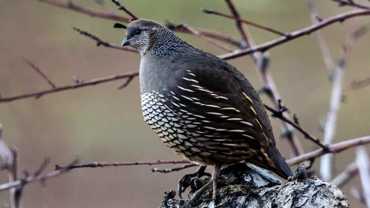 Bobwhite Quail facts to uncover a fascinating avian.