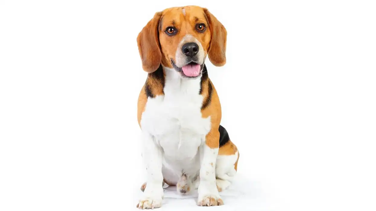 Bocker facts like it is a cross between a Beagle and a Cocker Spaniel dog breed are interesting
