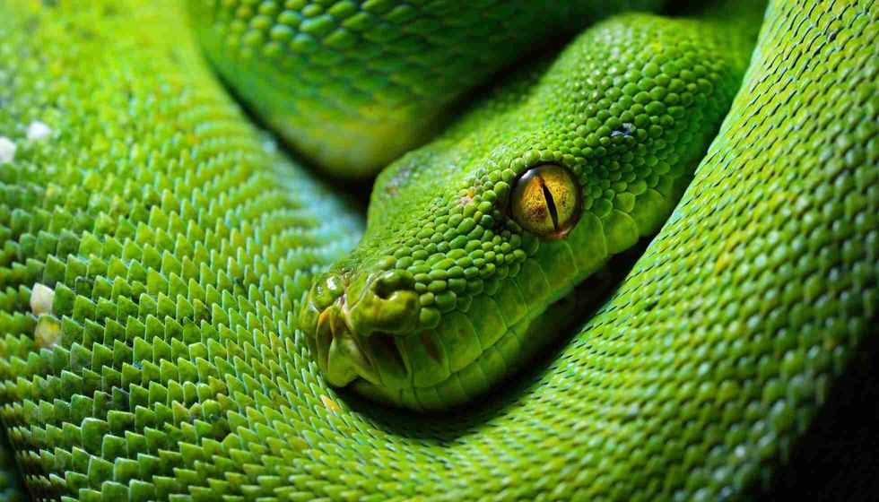 Body of green tree python Morelia viridis