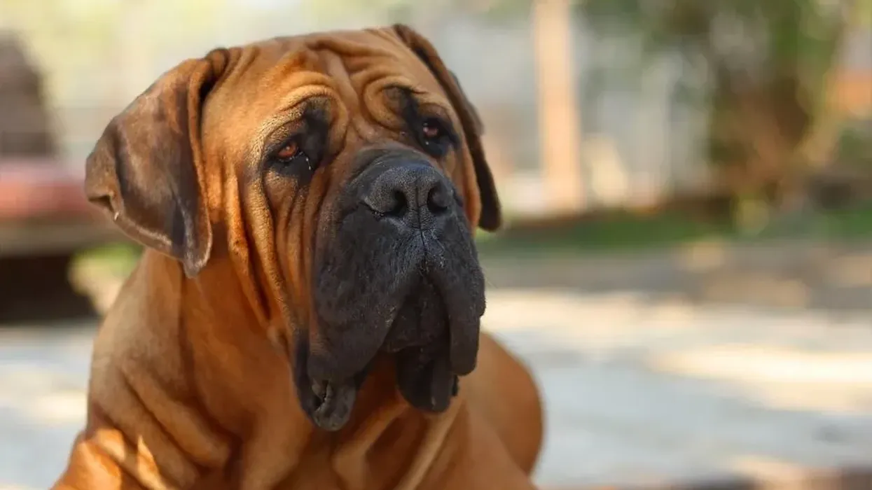 Boerboel facts about the purebred dog breed with a calm temperament.