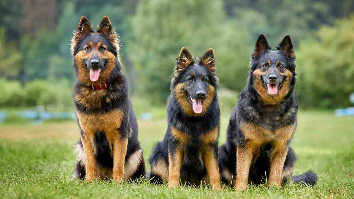 Bohemian Shepherd facts about the herding dog breed from the chod region.